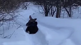 Лось не захотел пензенца пропускать на рыбалку