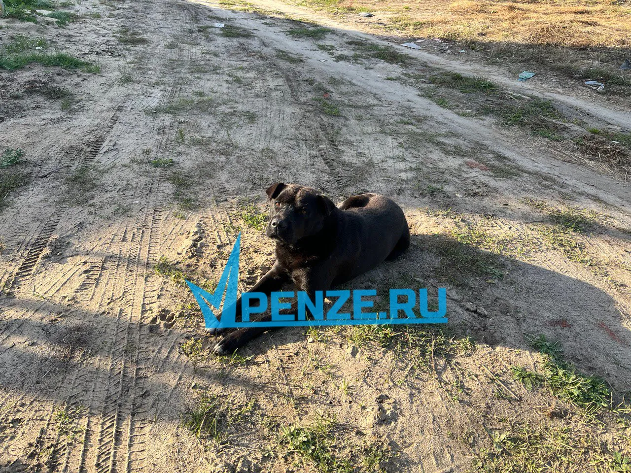 Названы три района Пензенской области, где выявлены очаги бешенства животных