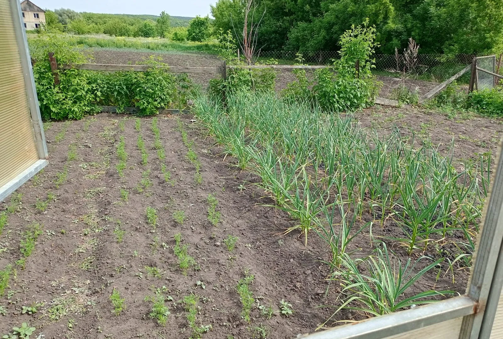 Раскидываю 1 пачку копеечной крупы по грядкам — и земля к весне станет как чернозем - навоз больше не нужен