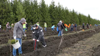 В Пензенской области высадили около 65 тысяч деревьев