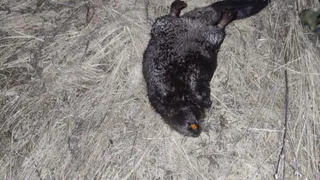 В Бессоновском районе мужчина незаконно добыл бобра