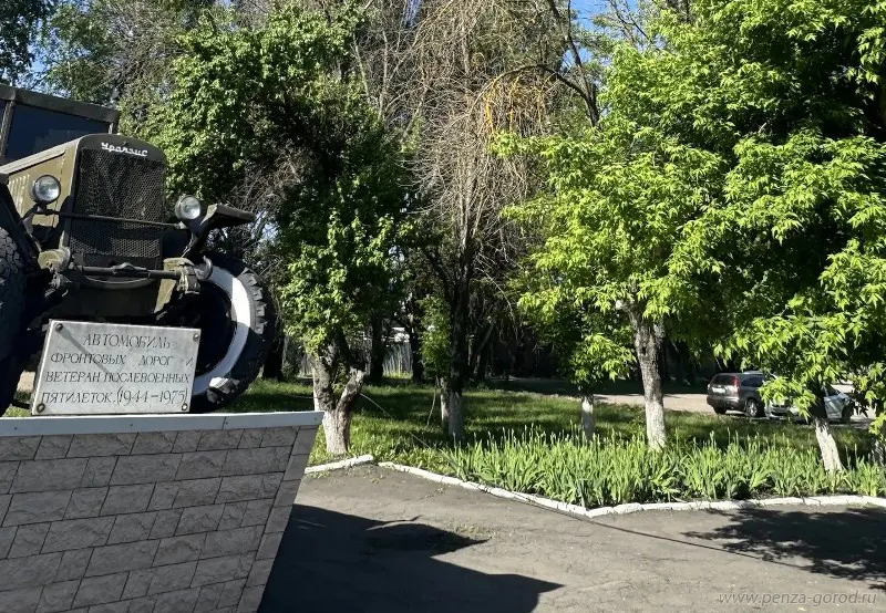 В Пензе вырубят старые деревья, зараженные ясеневой златкой
