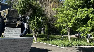 В Пензе вырубят старые деревья, зараженные ясеневой златкой 