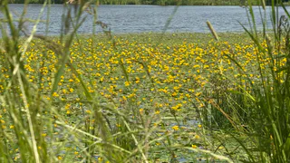 Пензенских школьников в лагерях обучат поведению на воде и дорогах