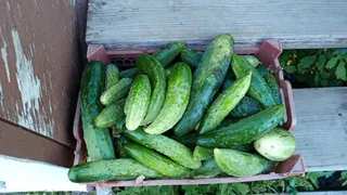 В Китае подкармливают огурцы "для себя", а не для продажи только этой подкормкой. Повторил и теперь один вопрос - куда деть столько урожая