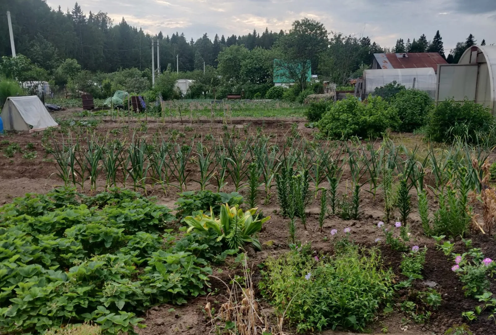 Рапыляю на смородину — все лето от тли бед не знаю: гора крупных сладких ягод обеспечена на всё лето и никакой "химии"