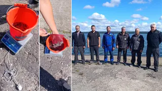 В Сурское водохранилище выпустили 350 мальков стерляди