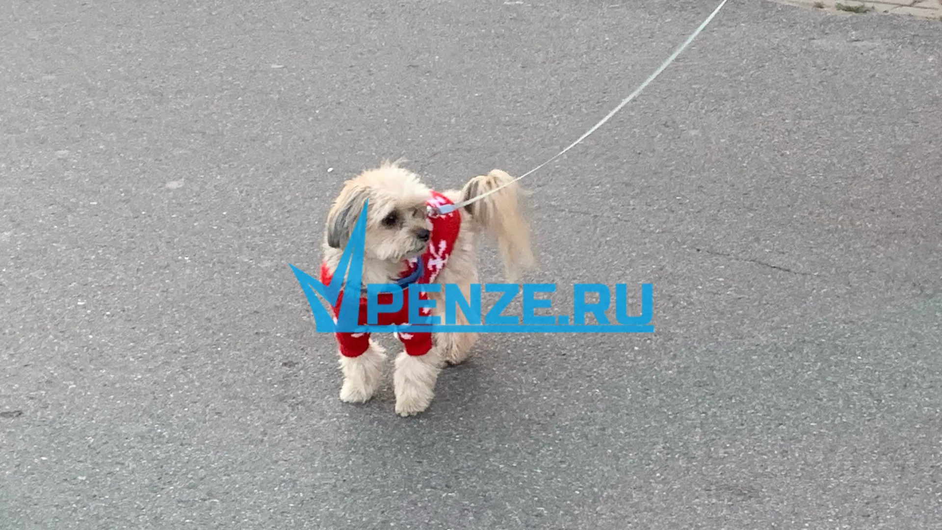 В Кузнецке введен штраф за самовыгул собак