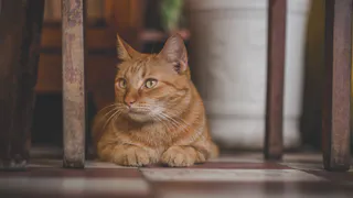 Кот ушёл и не вернулся — а потом случилось то, что не объяснить логикой: финал истории поражает