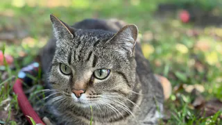 Учёные выяснили, зачем кошки мнут хозяев лапками, бодаются и нюхают дыхание - причина удивит