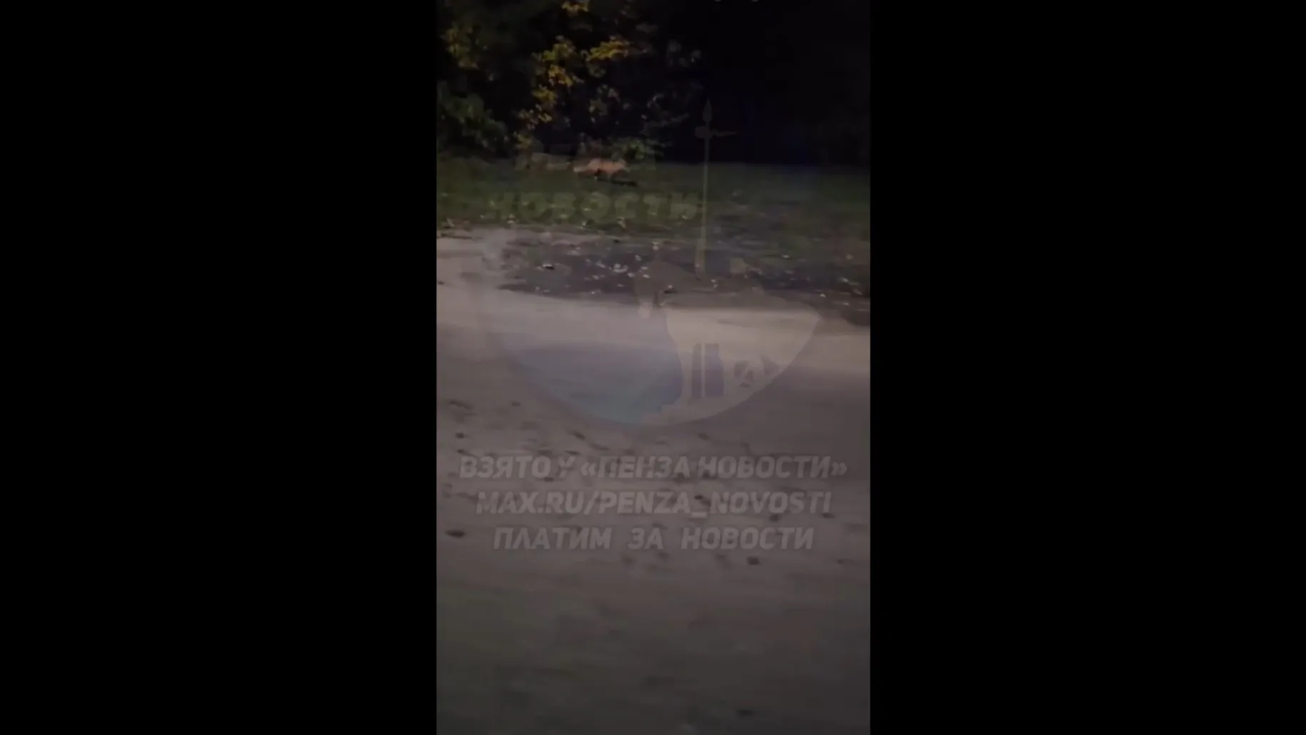 В Пензе заметили лису в районе Олимпийской аллеи