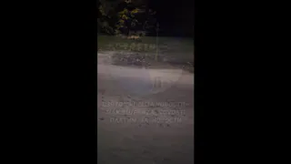 В Пензе заметили лису в районе Олимпийской аллеи