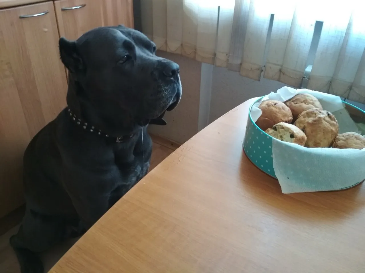 Почему собаки не любят, когда им пристально смотрят в глаза