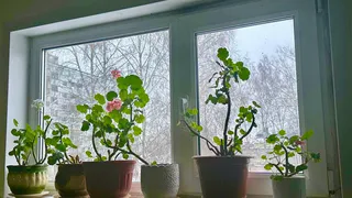 Крошу в воду для гераней копеечную мощную таблетку: кустятся и цветут шапками: красиво как никогда