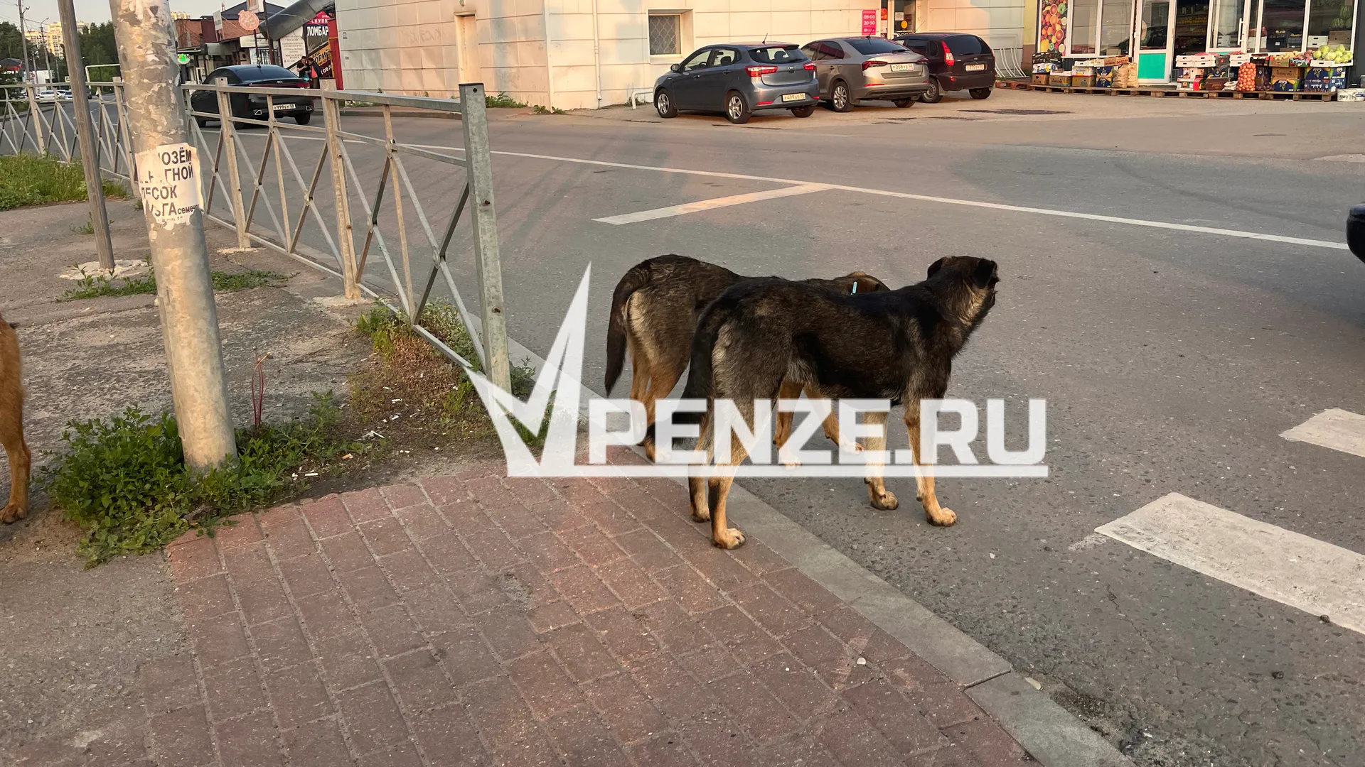 Жуткий случай на ул. Ангарской. Бойцовская собака чуть не загрызла трехлетнего мальчика