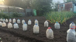 Всего один пакетик — и ассенизатор вам не нужен: простой способ достичь чистоту на даче