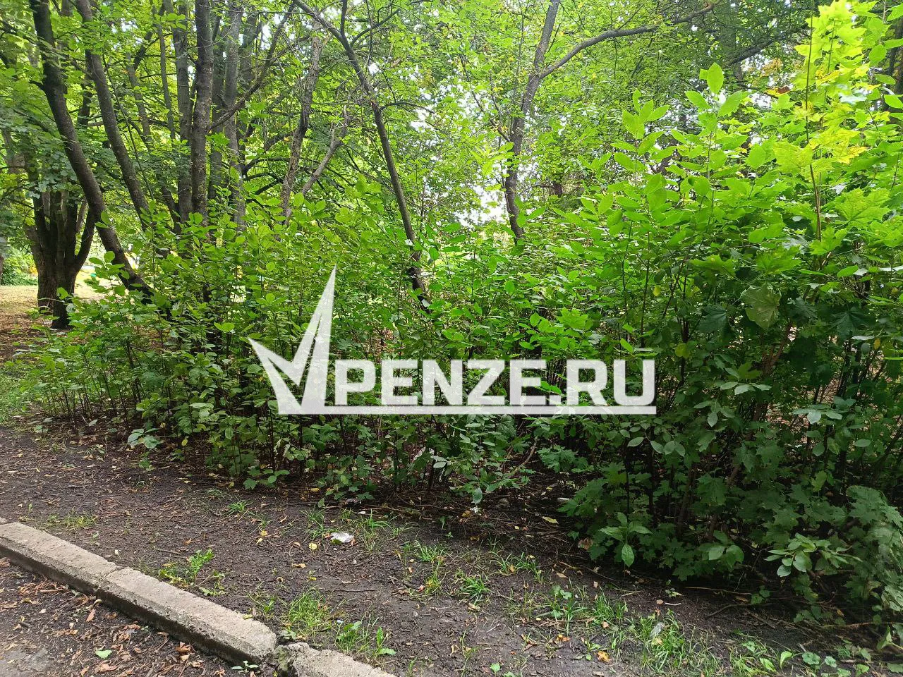 Из-за нашествия ясеневой златки в Пензе напрочь забыли об уходе за уцелевшими деревьями