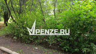 Из-за нашествия ясеневой златки в Пензе напрочь забыли об уходе за уцелевшими деревьями