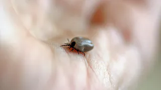В Пензенской области зафиксировали 44 случая боррелиоза после укусов клещей