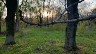 В Пензенской области с начала сезона от укусов клещей пострадали более 1,5 тысячи человек