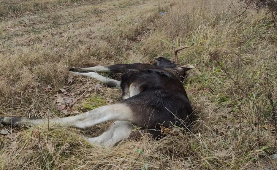 В Пензенской области разыскивается браконьер, который убил лося