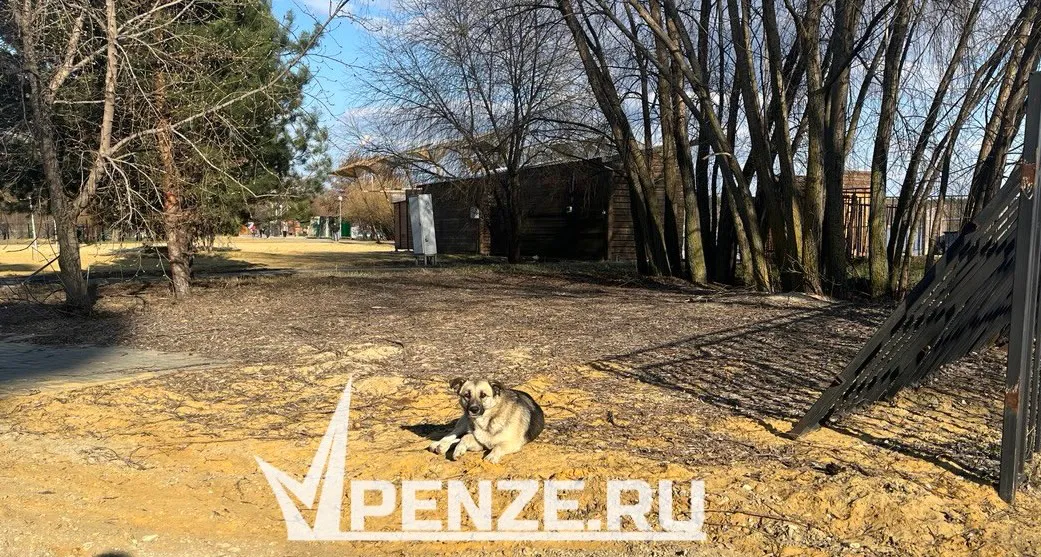 В Пензенской области с начала 2025 года выявлено 12 случаев бешенства у животных