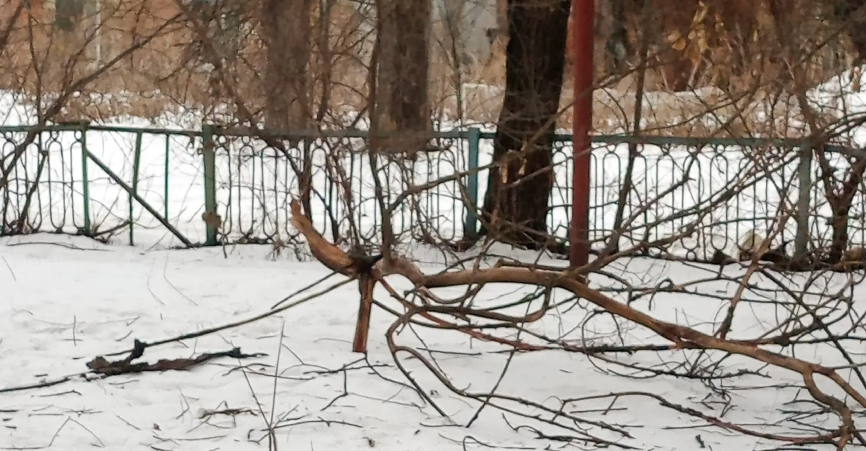 Спасло чудо – житель Пензы чуть не травмировался веткой дерева на ул. Славы