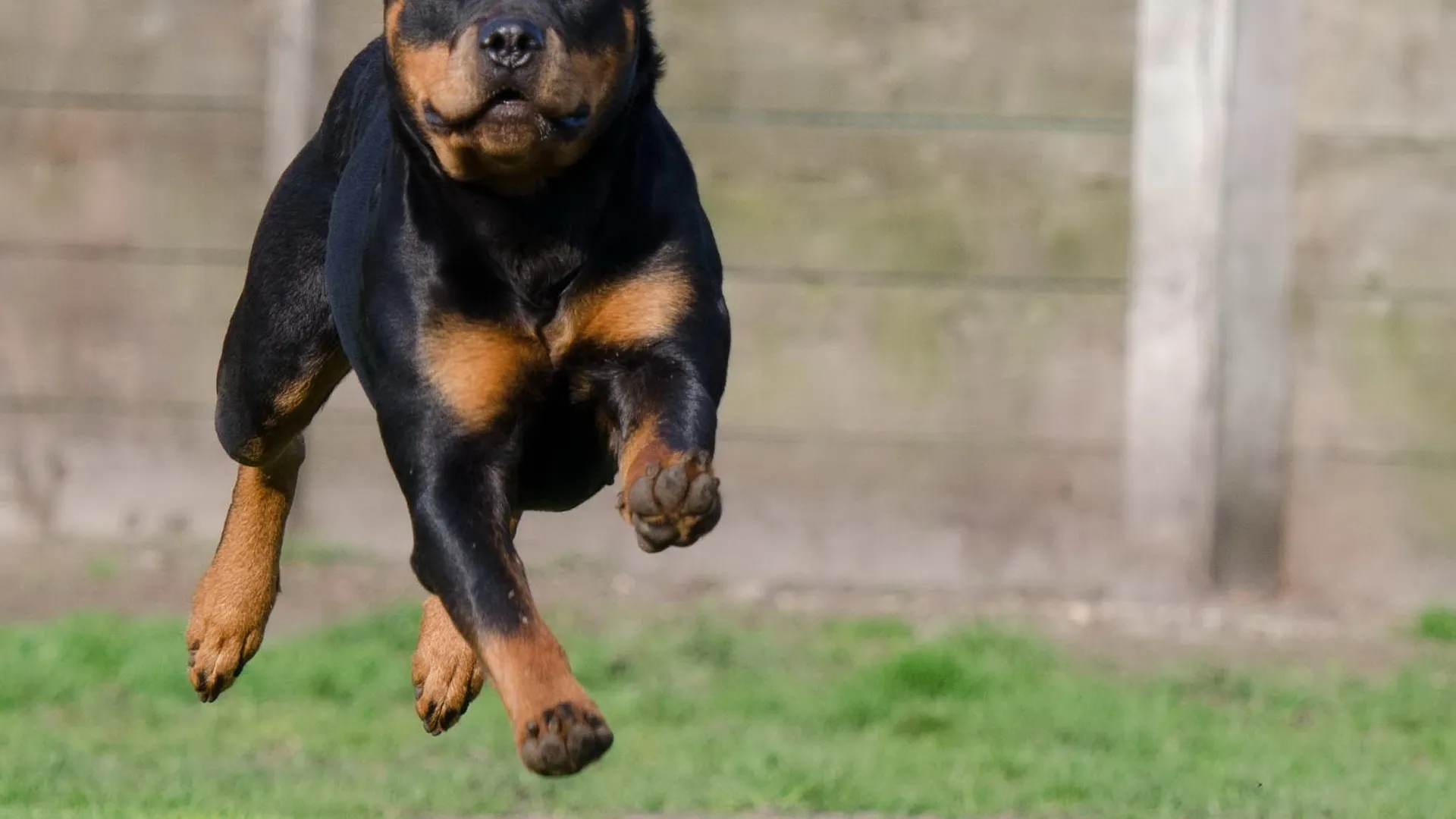 Встречают так, будто вы — весь их мир: названы породы собак с самой сильной привязанностью к человеку