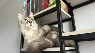 «Сижу и жду тебя возле двери!»: Как кошки узнают, что хозяин вот-вот вернётся домой?