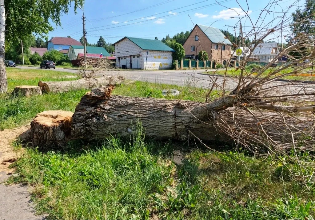 Тополь на ул. Коннозаводской,2 в Пензе спилен по инициативе владельца сувенирного магазина