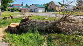 Тополь на ул. Коннозаводской,2 в Пензе спилен по инициативе владельца сувенирного магазина