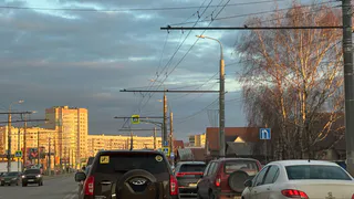 В Пензенской области в ДТП погибла выдра