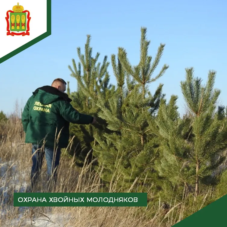 В Пензенской области усилилась охрана хвойных молодняков