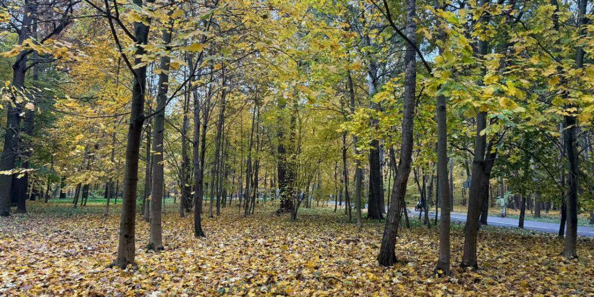 Пензенцы продолжают возмущаться массовому спиливанию деревьев
