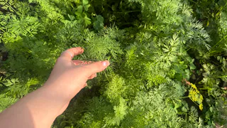 Обрезать ли ботву у моркови? Главная ошибка, которая загубит весь урожай