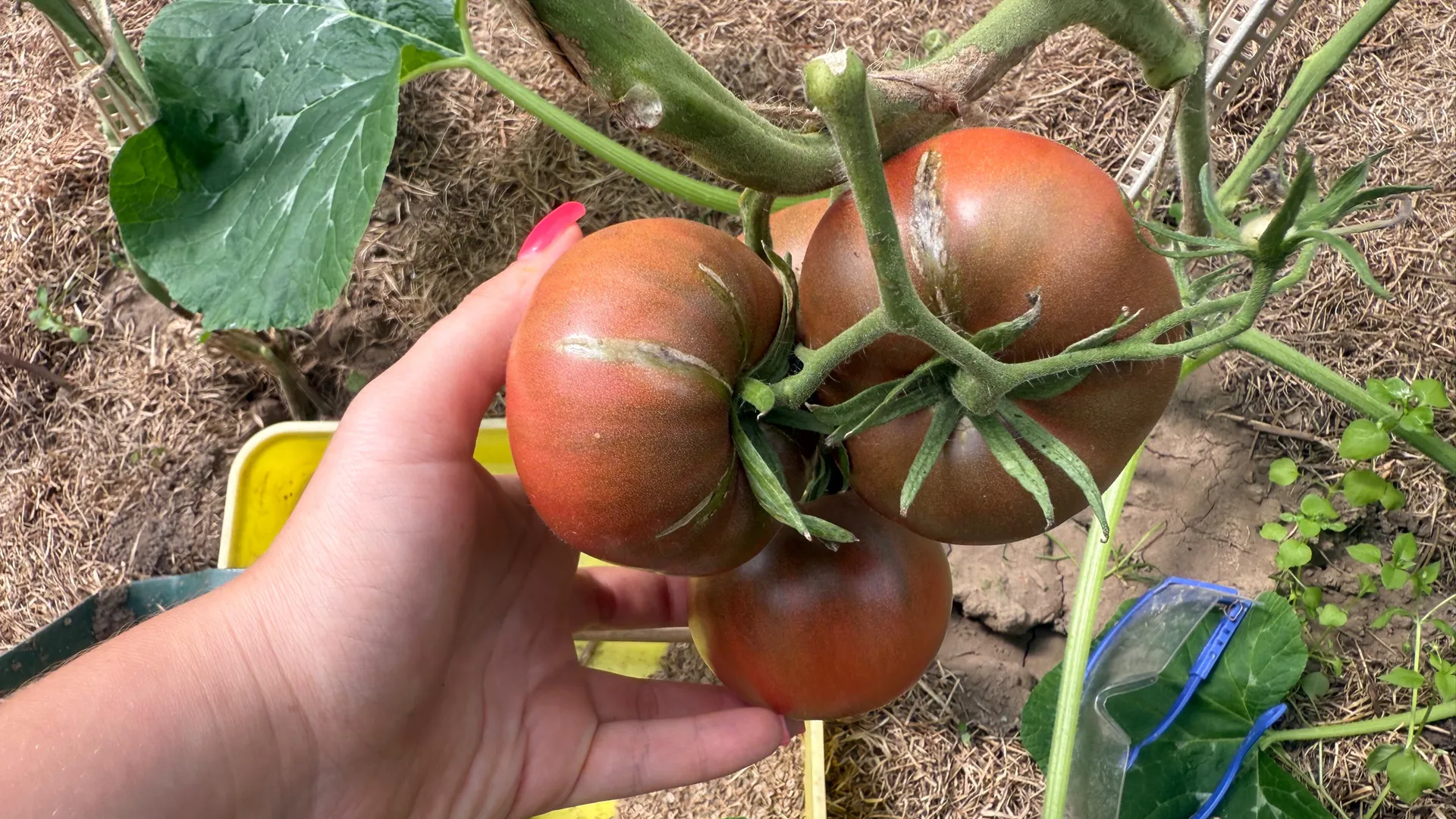 Узнал почему у бабки выросли такие огромные помидоры. Больше с ней не общаюсь и обхожу за три версты её дачу