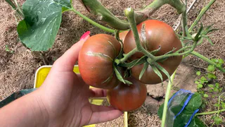 Максимум мякоти и минимум сока: 7 томатов, которые удивляют вкусом и дают отличный урожай даже без лишних забот 