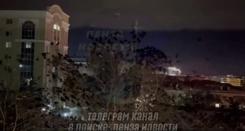 Пензячка не может уснуть из-за несанкционированного митинга птиц