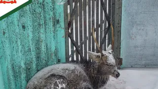 Охотнадзор Пензенской области спас пятнистого оленя от собак