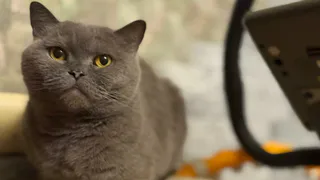 Эти простые ошибки могут стоить жизни вашей кошке — проверяем себя