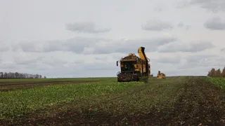 Более 1,8 миллиона тонн сахарной свеклы было собрано в Пензенской области