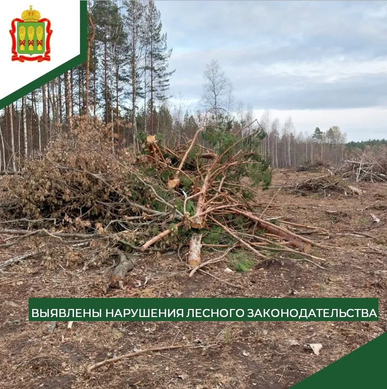 В Пензенской области был усилен контроль за охраной лесов