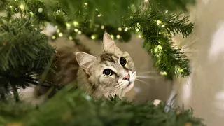 Почему кошка топчет вас лапками: интересные факты о самой милой привычке