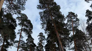 В Пензе создали охранную зону вокруг Ахунского соснового бора