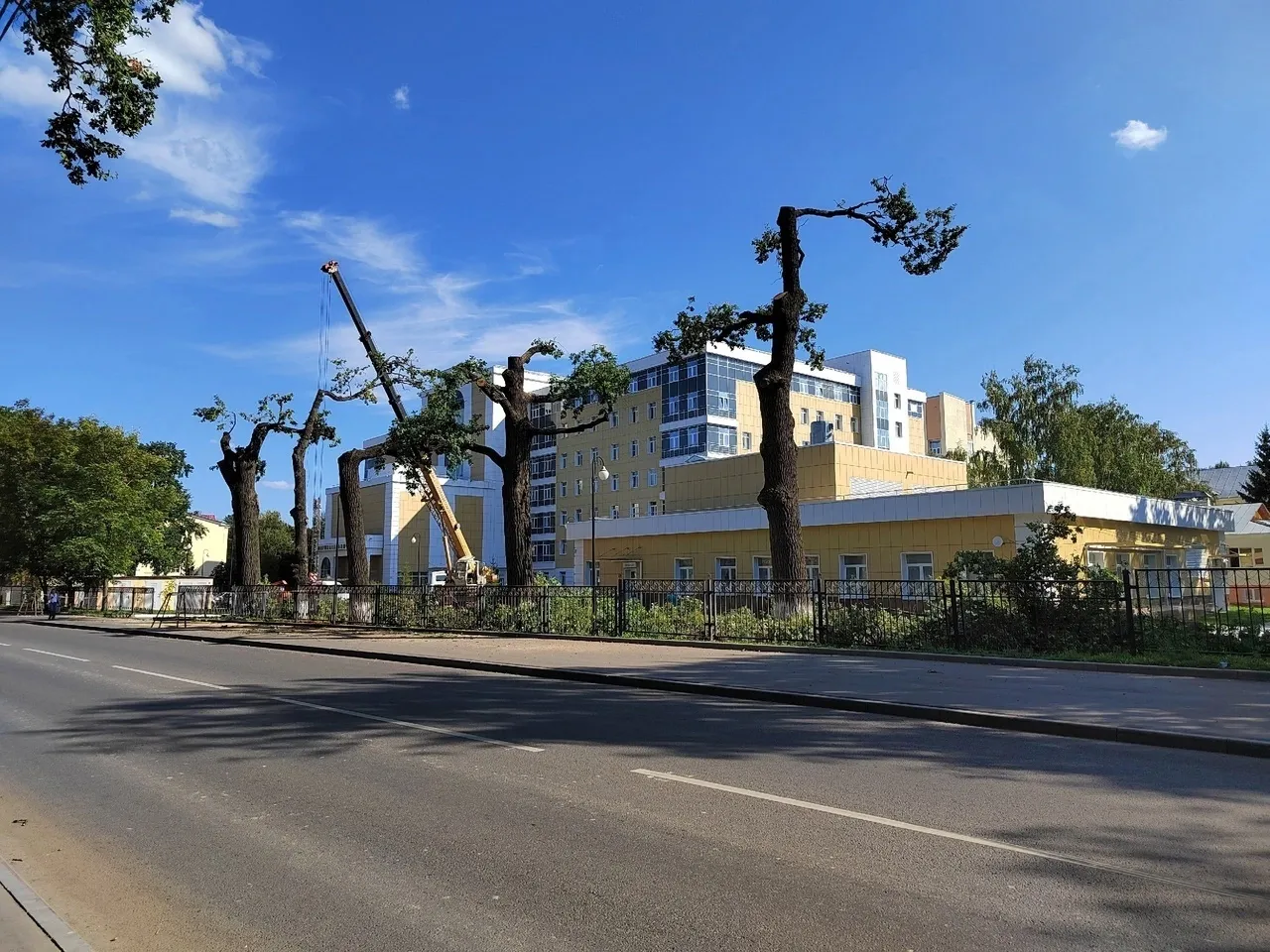 У Перинатального центра в Пензе безнадежно изуродовали вековые дубы варварской обрезкой