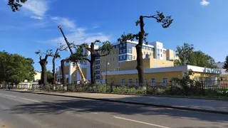 У Перинатального центра в Пензе безнадежно изуродовали вековые дубы варварской обрезкой