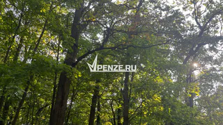 С марта 2025 года почти 100 юных пензенцев покусали клещи