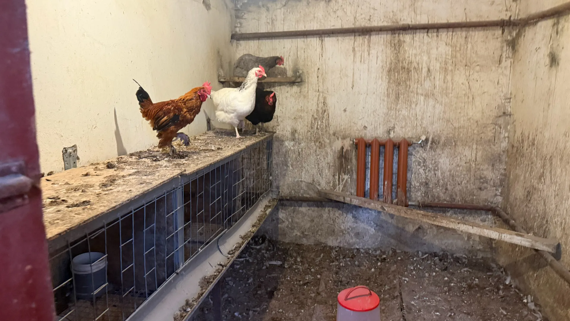 В октябре — обязательно: начинаю давать курам 1 продукт — гнёзда полны яйцами всю зиму