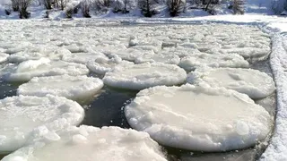 Пензенцев приглашают в Сурск увидеть редкое явление - блинчатый лед!