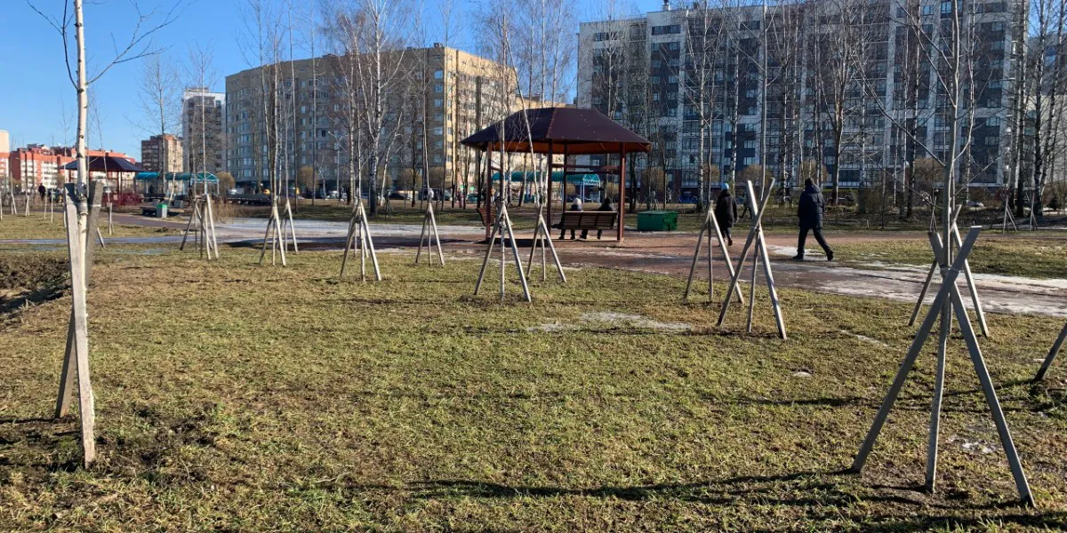 В Пензе уборка снега привела к гибели деревьев на ул. Коннозаводской
